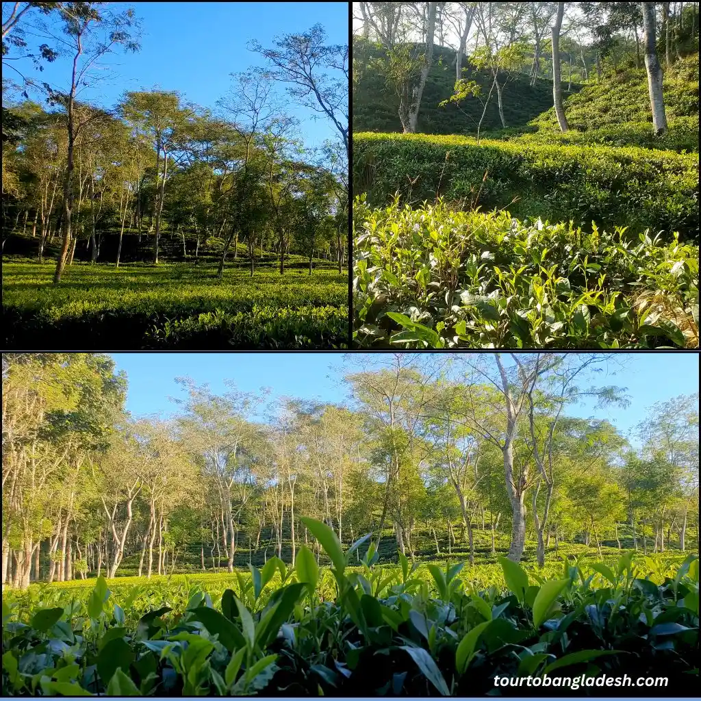 Tea-Estate-Sylhet